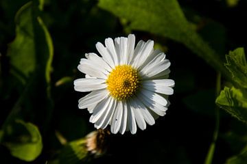 Madelief in het groene grasveld