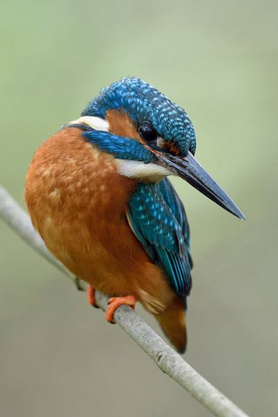 Eisvogel *Alcedo atthis* mit gespanntem Blick par wunderbare Erde