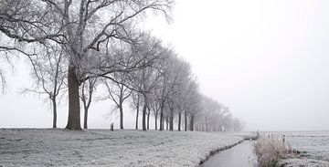 IJzig de winterlandschap tijdens een vroege nevelige ochtend  van Sjoerd van der Wal Fotografie