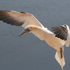 Gannet in flight by Peter Zwitser