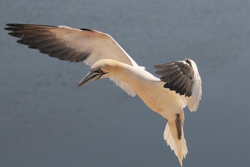 Gannet in flight von Peter Zwitser