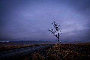 boompje in ijzige kou, little tree in icy wind van Corrine Ponsen