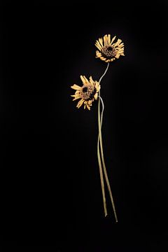 Composition of two entwined gerberas on black. by Karel Ham