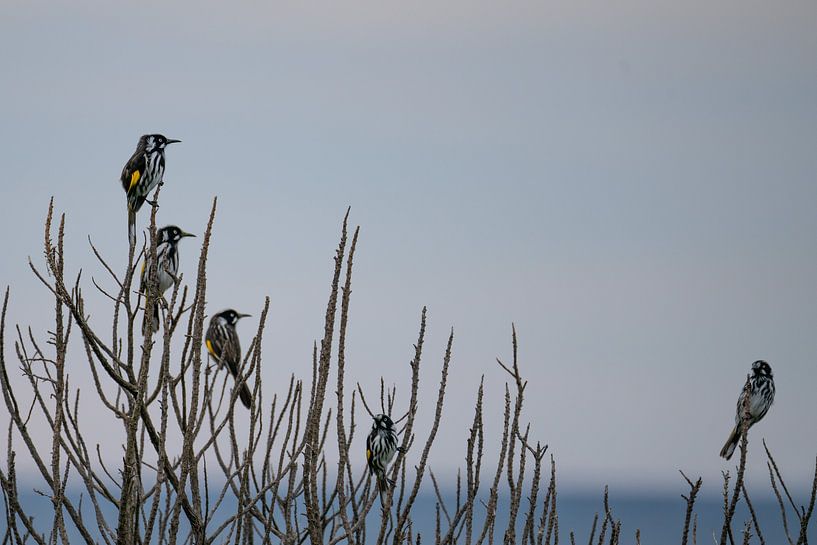 New Holland honeyeaters on branches, Tasmania by Robin van Wissen