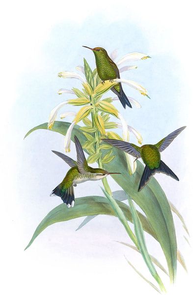 Canivets Emerald, John Gould von Hummingbirds