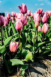 SONY DSC by Art Through the Lens