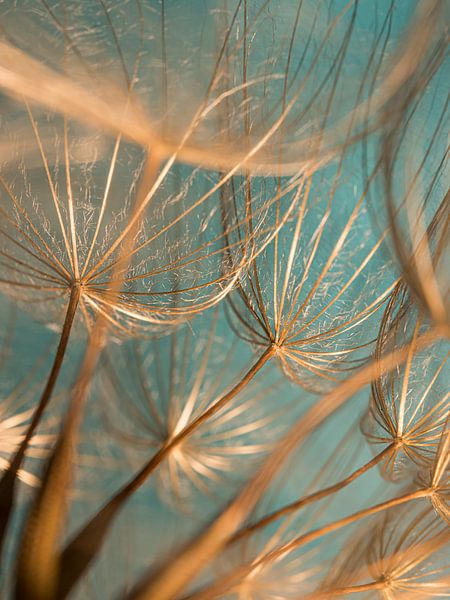 From inside a "golden" ball of fluff by Marjolijn van den Berg