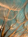 From inside a "golden" ball of fluff by Marjolijn van den Berg thumbnail