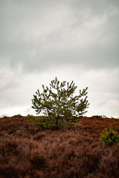 Minimalistisch landschap op de Veluwe van Marco Scheurink