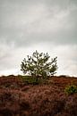 Minimalistisch landschap op de Veluwe van Marco Scheurink thumbnail