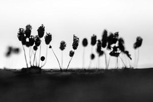 Miniatur-Pilze von Danny Slijfer Natuurfotografie