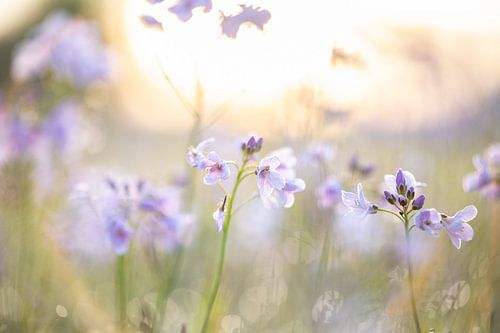 Pinksterbloemen bij zonsopkomst | Lila en Paars |