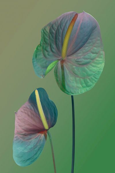 Fallus_bloemen by Marije Engelsman