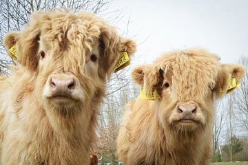 de schotse hooglander