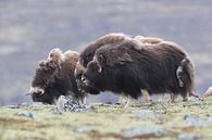 Muskusos in Dovrefjell nationaal park, in de natuurlijke habitat, Noorwegen van Frank Fichtmüller thumbnail