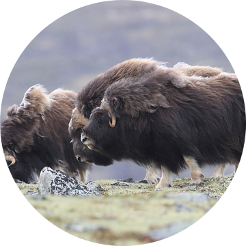 Muskusos in Dovrefjell nationaal park, in de natuurlijke habitat, Noorwegen van Frank Fichtmüller