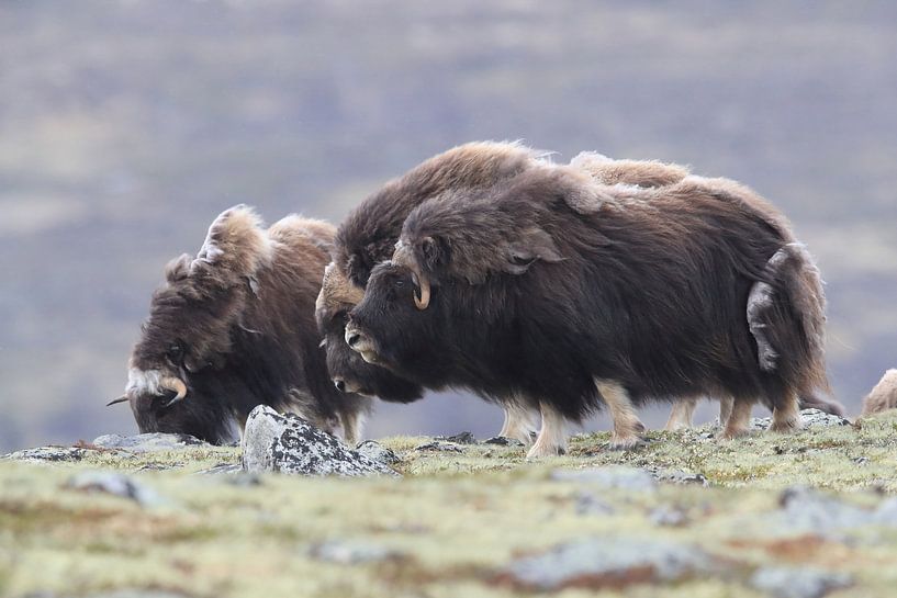 Muskusos in Dovrefjell nationaal park, in de natuurlijke habitat, Noorwegen van Frank Fichtmüller