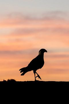 Silhouet van Vrijheid Vogel in Schemerlicht van Femke Ketelaar
