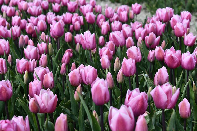Tulips by Mirjam de Jongh