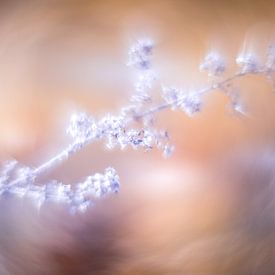 Conte de fées congelé : La branche illuminée avec les étincelles sur elma maaskant