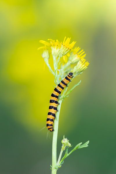 Caterpillar by Andrea Hofstra