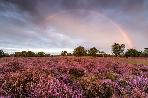 Arc-en-ciel sur la lande fleurie sur Laura Vink