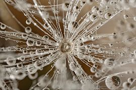 Ein Stück Flusenball mit Tröpfchen von Marjolijn van den Berg