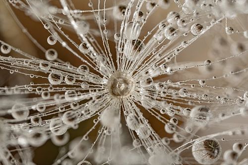 Een stukje pluizenbol met druppeltjes