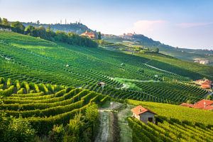 Die grünen Terrassen des Barolo in der Weinregion Langhe