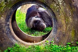 can you see me? chimp