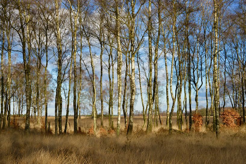 De Hoge Veluwe by Margreet van Gastel