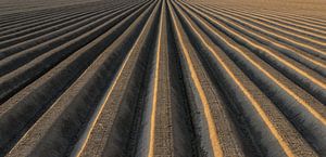 Aardappelveld patroon met aardappelruggen tijdens zonsondergang van Sjoerd van der Wal Fotografie