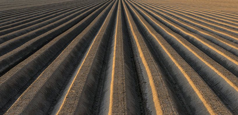 Potato field pattern with earth shaped in banks to help the optimal growth of the potato plant. by Sjoerd van der Wal Photography