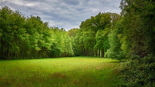 Fairytale forest to dream away from by Jenco van Zalk