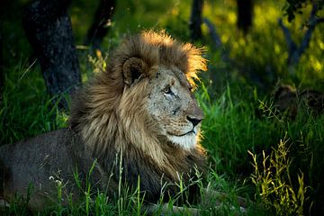 Lion at Leadwood Big Game Estate, Hoedspruit by Paula Romein