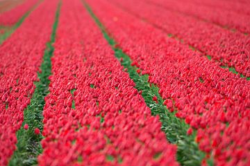 Champs de bulbes de tulipes en Hollande du Nord sur Jeroen Stel