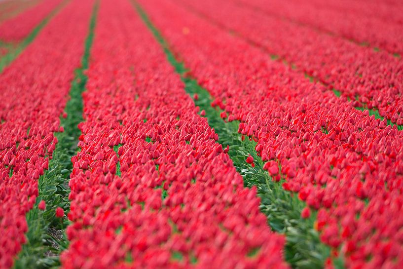 Tulpenbollenvelden in Noord Holland van Jeroen Stel