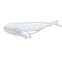 Whale watercolor