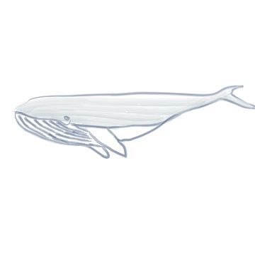 Whale watercolor by Kirtah Designs