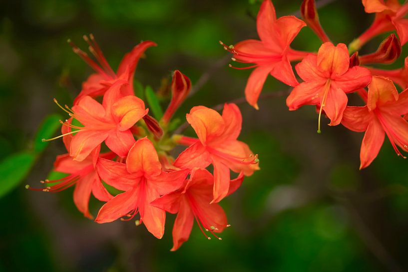 Azalee von Thomas Jäger