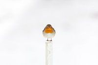 Robin in the snow in winter