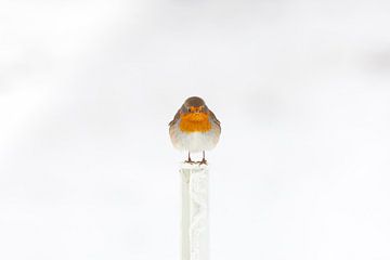 Robin in the snow in winter