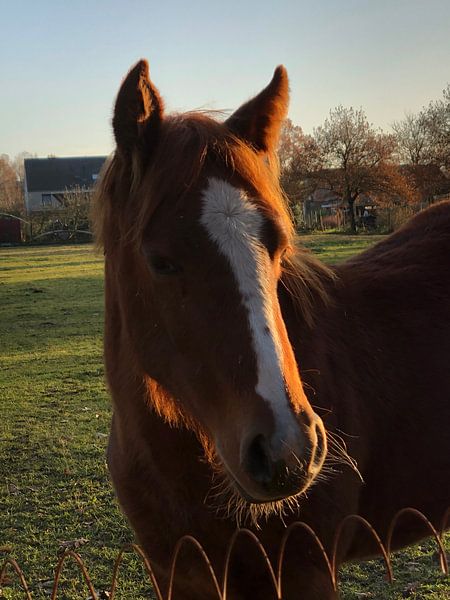 Tête de cheval par tania mol