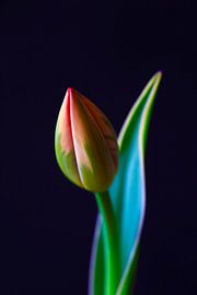Elegant tulip