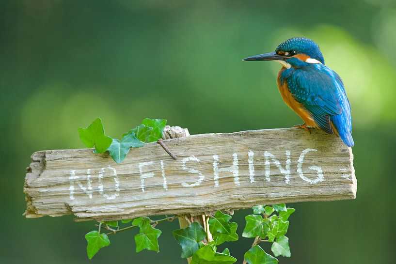 IJsvogel - No fishing van IJsvogels.nl - Corné van Oosterhout