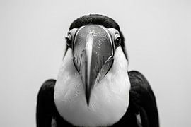 Tukan von Poster Art Shop