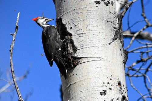 BOWVALLEY PARKWAY  ALBERTA CANADA