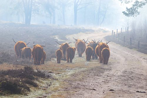 Herd in the fog