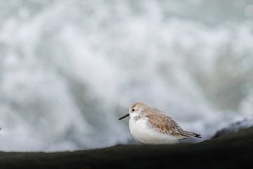 Bécasseau sanderling devant les vagues sur Erwin Stevens