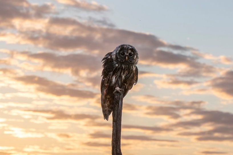 Sparrowhawk at sunset by Michelle Peeters